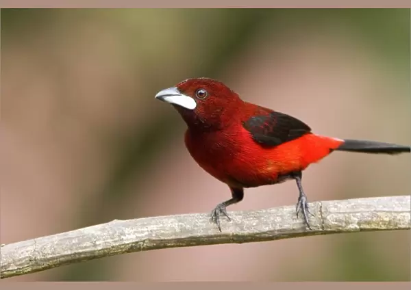 South America, Panama Canal Zone. Crimson-backed tanager on limb