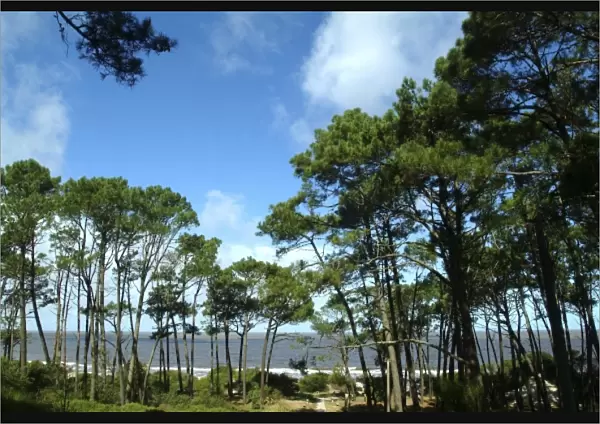 Uruguay, Atlantida, posada Santa Rosa, Pine-wood and the sea