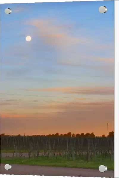 At sunset in the vineyard, the full moon is rising and the sky is a vibrant blue and orange