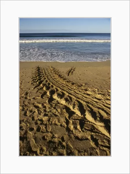 Costa Rica: Playa Grande, tracks seen in morning of giant leatherback turtle (Dermoochelys