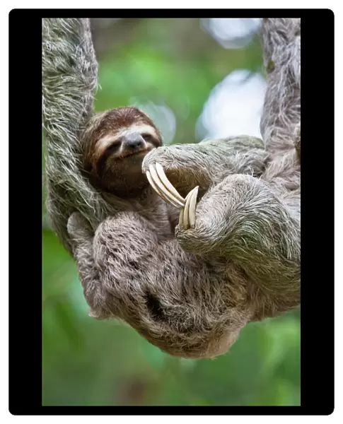 Close up of a young Brown-throated Sloth (Bradypus variegatus) nurses its baby