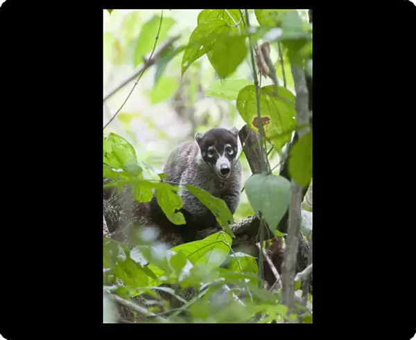 A White-nosed Coati (Nasua narica) rests in thick jungle foliage. Corcovado National Park