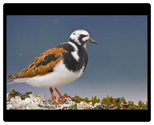 USA, Alaska, Ruddy Turnstone, breeding plumage