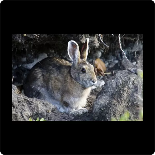 Arctic Hare (Lepus arcticus) Profile - Arctic National Wildlife Refuge, Alaska