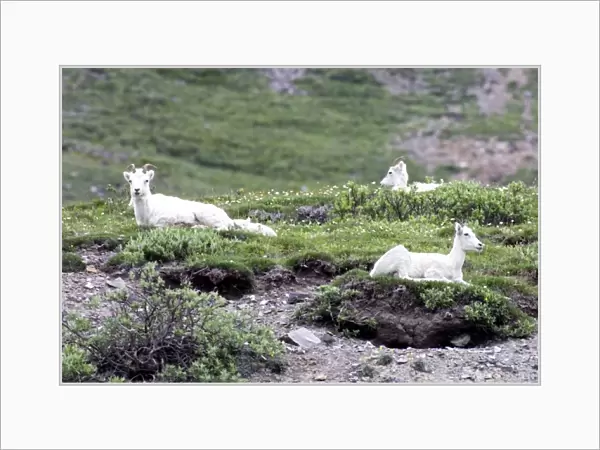 Resting Dall Sheep (Ovis dalli dalli) - Arctic National Wildlife Refuge, Alaska