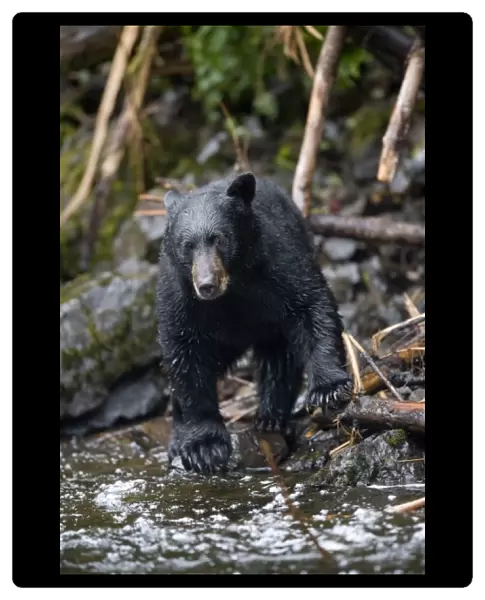 USA, Alaska, Kake, Black Bear (Ursus americanus) fishing for Chum Salmon along Gunnuk