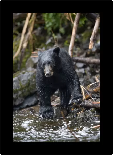 USA, Alaska, Kake, Black Bear (Ursus americanus) fishing for Chum Salmon along Gunnuk
