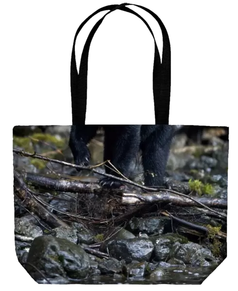 USA, Alaska, Kake, Black Bear (Ursus americanus) walking along Gunnuk Creek in early