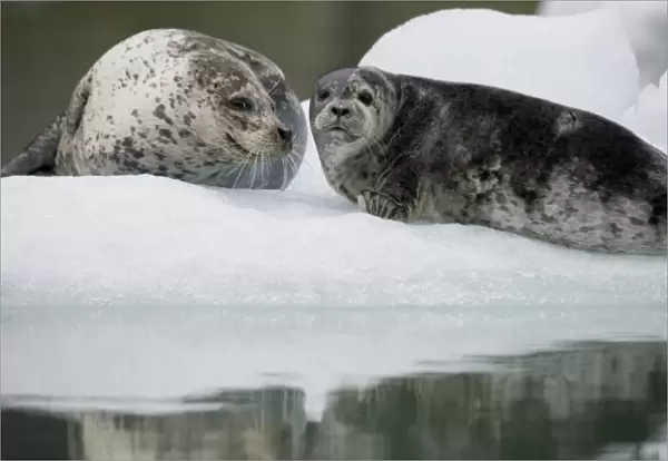 USA, Alaska, Tongass National Forest, South Sawyer Glacier, Harbor Seal with young pup