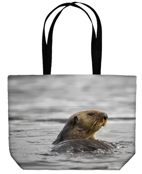 USA, Alaska, Kodiak Island, Sea Otter (Enhydra lutris) floating in Afognak Bay
