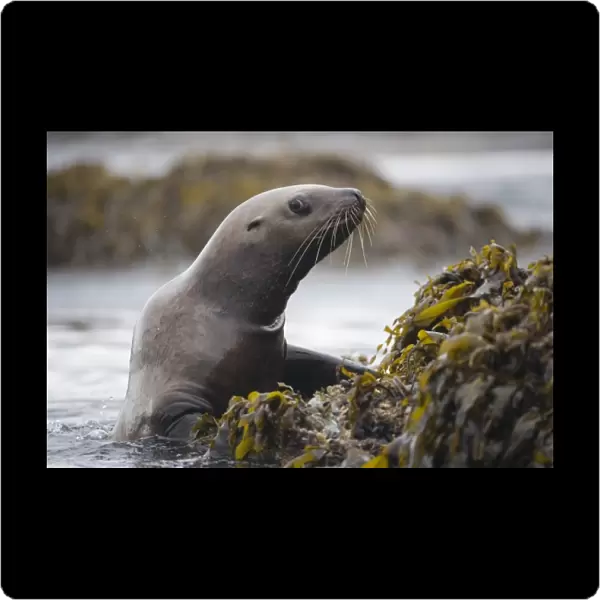 USA, Alaska, Tongass National Forest, Steller sea lion (Eumetopias jubatus) emerges