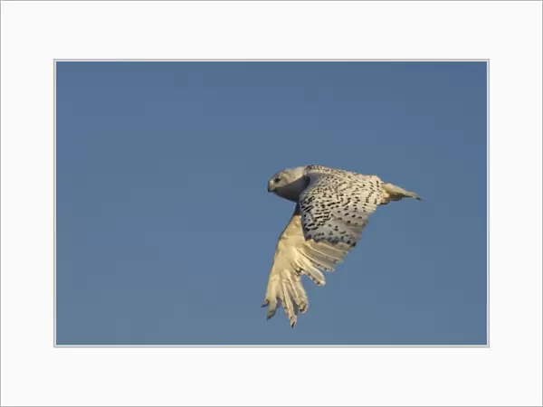 snowy owl, Nycttea scandiaca, in flight over the National Petroleum Reserves, outside Point Barrow