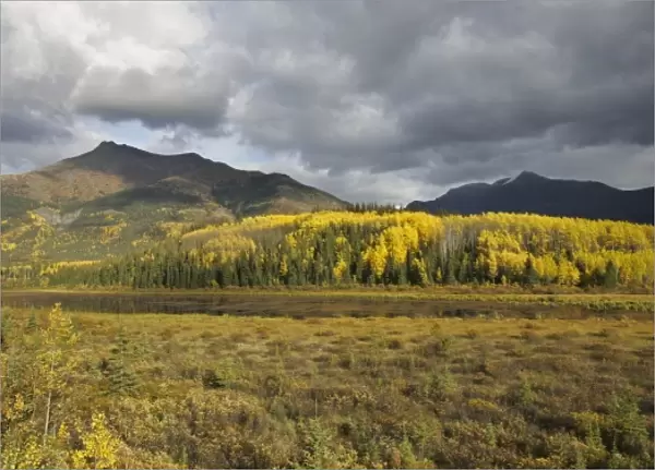 A stand of aspen in fall colors beside the Stewart-Cassiar Highway in British Columbia
