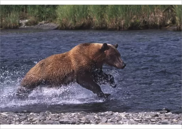 USA, Alaska, Kenai Peninsula. Alaskan brown bear (Ursus arctos) fishing for salmon