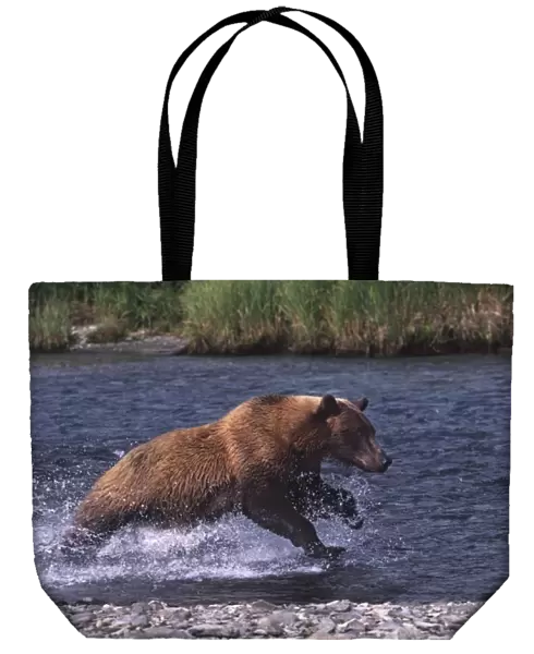 USA, Alaska, Kenai Peninsula. Alaskan brown bear (Ursus arctos) fishing for salmon