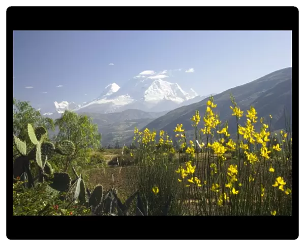 Cactus and bush with yellow flowers, snow-capped Andes Mountains in distance
