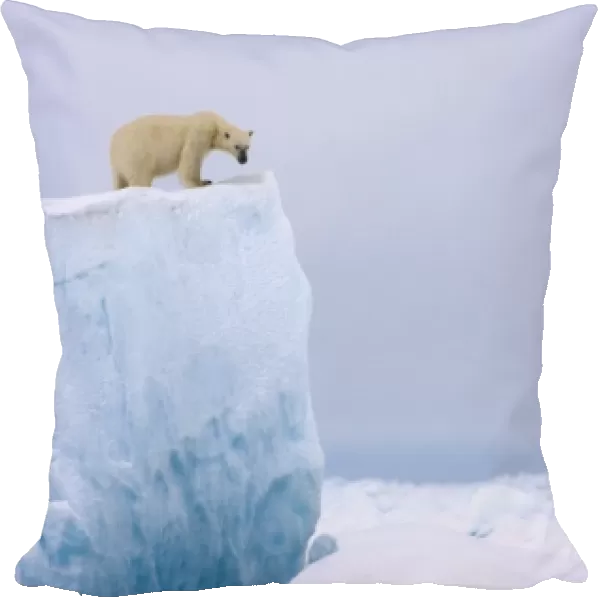 polar bear, Ursus maritimus, on a giant iceberg in the frozen eastern Chuckchi Sea