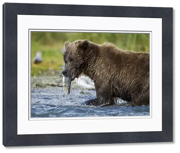 USA, Alaska, Katmai National Park, Grizzly Bear (Ursus arctos) catches spawning salmon