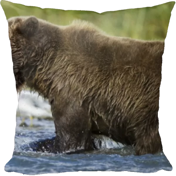 USA, Alaska, Katmai National Park, Grizzly Bear (Ursus arctos) catches spawning salmon