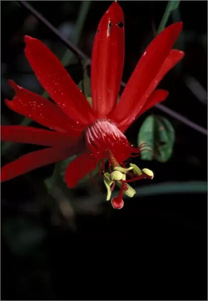 South America, Peru, Rainforest, Napo River. Passion flower (Passiflora incamata)