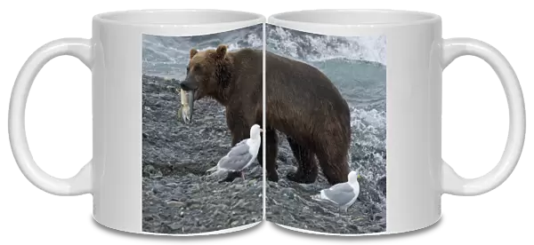USA, Alaska, McNeil River. Grizzly or brown bear