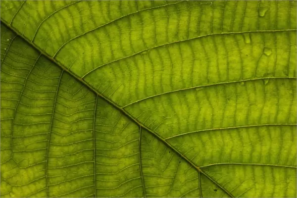 Understory plant detail (Fam: Melastomaceae), Mindo Cloud Forest, Ecuador, South America
