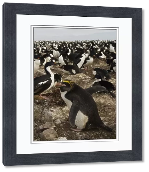 Macaroni Penguin (Eudyptes chrysolophus). Pebble Island, Falkland Islands. These