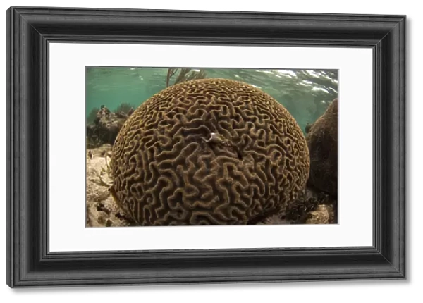Grooved Brain Coral (Diploria labyrinthiformis) Coral Reef Island, Belize Barrier Reef