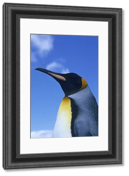 King Penguin, (Aptenodytes patagonicus), Volunteer Point, Falkland Islands