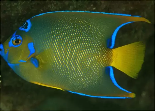 Queen Angelfish (Holocanthus ciliaris) Coral Reef Island, Belize Barrier Reef. Second