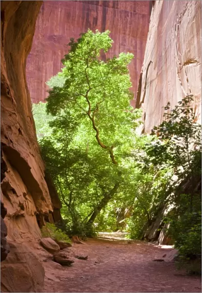 A narrow path leading to a sunlit tree contrasted against the red sandstone walls
