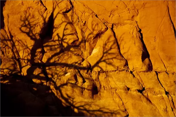 Tree limbs cast alien looking shadow on sandstone wall at Kodachrome State Park in Utah