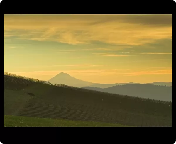 sunrise colored clouds over Mt. Hood and Erath Vineyard seen from Maresh vineyard