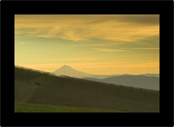 sunrise colored clouds over Mt. Hood and Erath Vineyard seen from Maresh vineyard