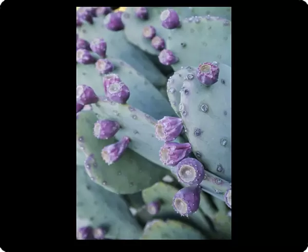 Mesilla, New Mexico, United States. Prickly pear cactus