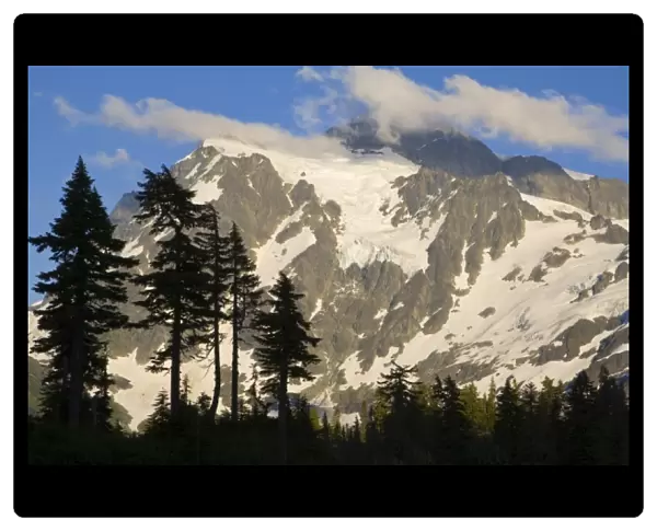 Pine trees silhouetted against Mtn Shuksan in the North Cascades of Washington