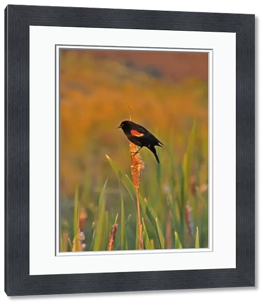 USA, Oregon, Portland. Red-winged blackbird clings to cattail stalk in meadow
