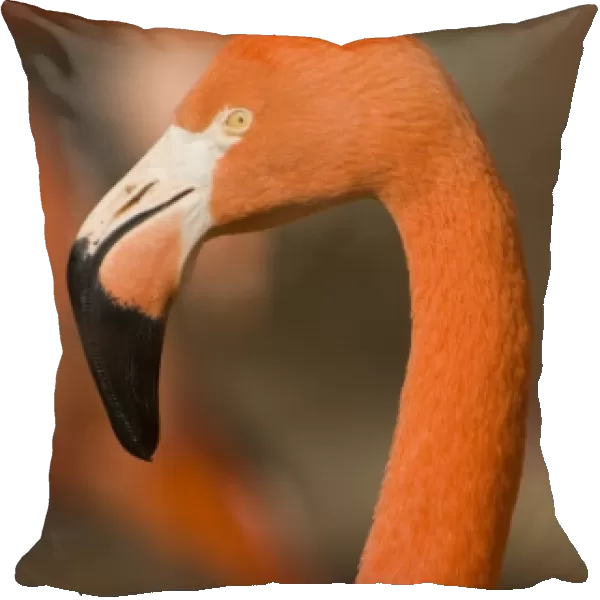 USA, NM, Rio Grande Zoo. American Greater Flamingo (Phoenicopterus ruber), captive