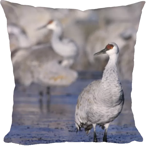 Sandhill Crane, Grus canadensis, group at roosting place, Bosque del Apache National