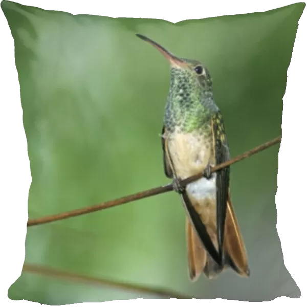 Buff-bellied Hummingbird, Amazilia yucatanenensis, adult, Weslaco, Rio Grande Valley
