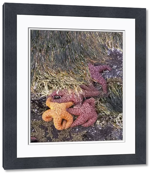 OR, Oregon Coast near Yachats, Strawberry Hill, ochre sea stars and sea grass