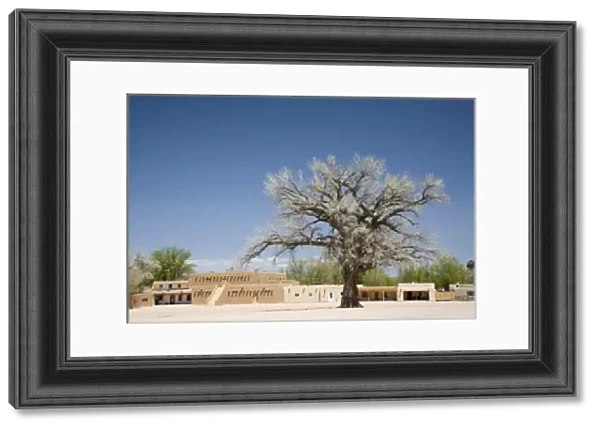 NM, New Mexico, San Ildefonso Pueblo, Big Tree in North Plaza, a majestic Cottonwood