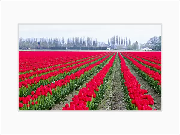 North America, USA, Washington, Skagit Valley. Tulip field