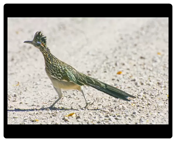 USA, New Mexico, Bosque del Apache National Wildlife Refuge. Greater roadrunner crossing road