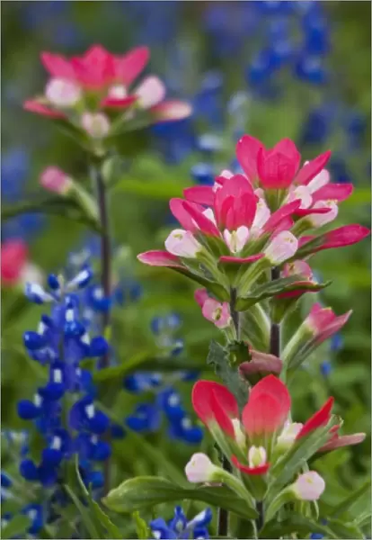 Texas, USA. Field of Texas bluebonnets (Lupinus texensis) and indian paintbrush