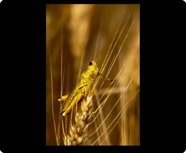 Grasshopper on stalk of mature wheat in the Palouse of Washington