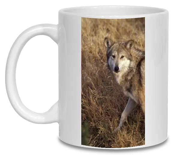 Endangered Mexican Wolf, Canus lupus baileyi (captive), Living Desert SP, Carlsbad, NM