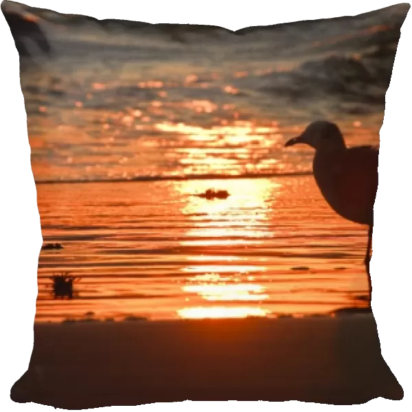 Laughing Gull (Larus atricilla) silhouetted against the sunrise on South Padre Island