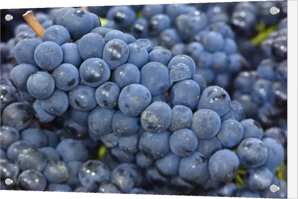 NA; USA; Oregon; Willamette; Pinot Noir; Grapes (Selective Focus)
