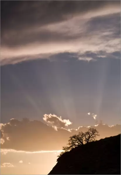 Crepuscular rays radiate across the sky at sunset above desert plants outside of